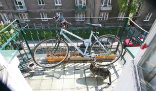 Ich sąsiadka ma około 20 kotów. "Smród wchodzi drzwiami i oknami"