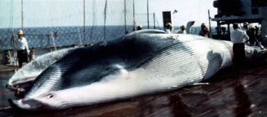 Nowy gatunek wieloryba