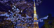 Wiśnie w Japonii pomyliły wiosnę z jesienią. Już rozkwitły