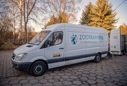 Zoo w Poznaniu. Tygrysy wyjechały z Polski [WIDEO]