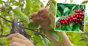 Jak przycinać czereśnie, żeby dawały więcej owoców? Trzeba to robić o konkretnej porze
