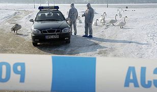 Łabędzie zarażone wirusem H5 - władze uspokajają