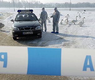 Łabędzie zarażone wirusem H5 - władze uspokajają