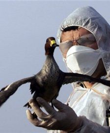 Wirus H5N1 u ptactwa hodowlanego we Francji