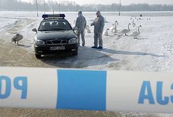 Łabędzie zarażone wirusem H5 - władze uspokajają