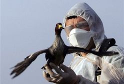 Wirus H5N1 u ptactwa hodowlanego we Francji