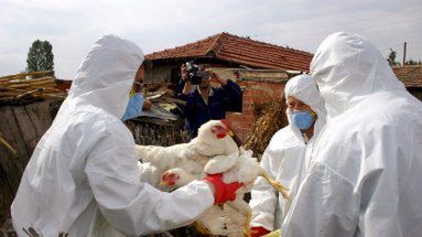 Weterynarze zbierają kurczaki we wsi Kiziksa na północnym zachodzie Turcji