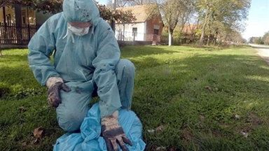 Pracownik resortu rolnictwa zbiera martwe ptaki miasteczku Zdenczi