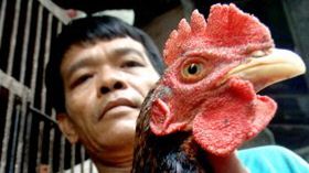 Ptasia grypa zabiła w Indonezji cztery osoby