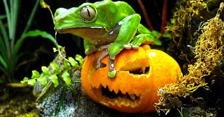 Katolicka alternatywa dla Halloween