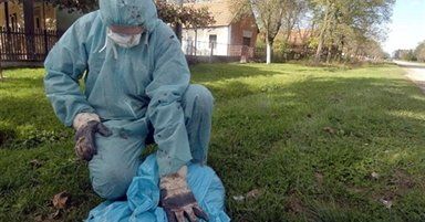 Drugie ognisko ptasiej grypy potwierdzone w Chorwacji