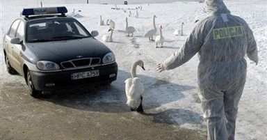 Kolejny przypadek wirusa H5N1 w Toruniu