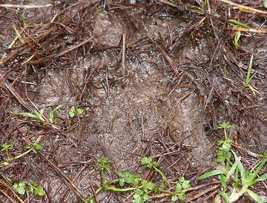 Internautka WP: w pogoni za tajemniczym drapieżcą