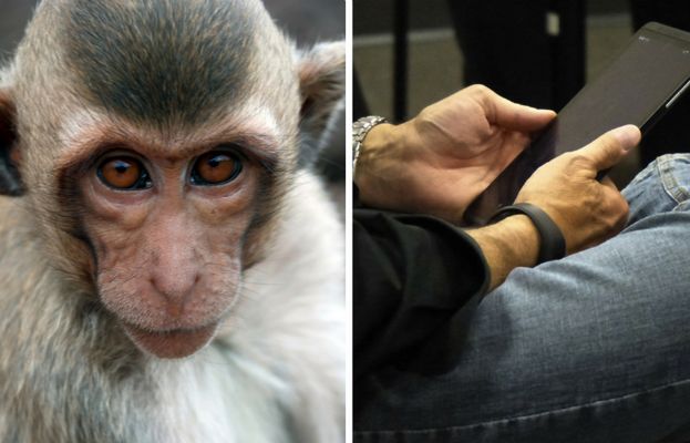 Przezabawne nagranie pokazuje małpkę uczącą swoje młode... korzystania z tabletu