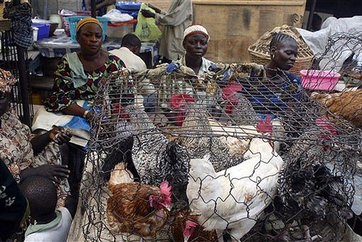 Pierwsza śmiertelna ofiara ptasiej grypy w Nigerii