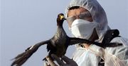 Wirus H5N1 u ptactwa hodowlanego we Francji