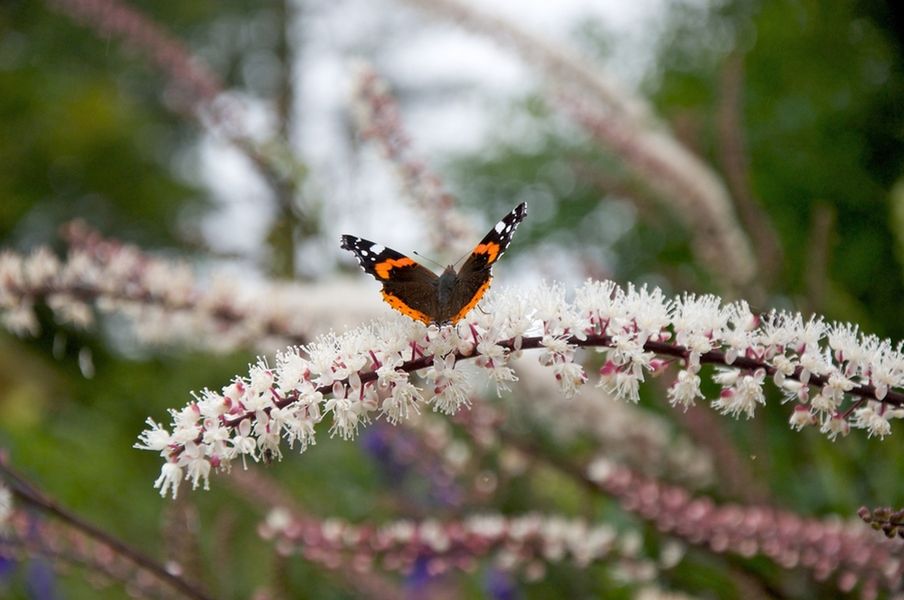 Pluskwica groniasta może ograniczać częstotliwość przypływów gorąca