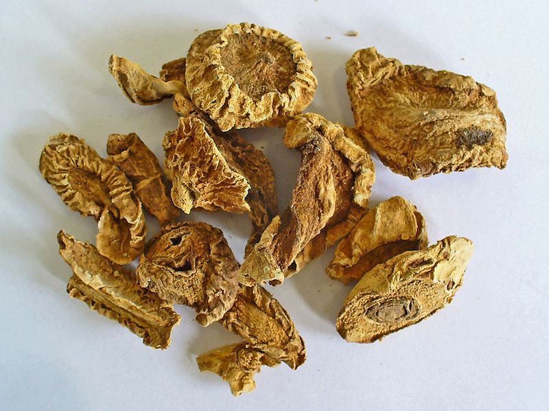 Dong Quai to roślina stosowana w przypadku chorób dotykających kobiety niezależnie od wieku.