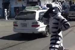 Pomysł Boliwijczyków na usprawnienie ruchu. Przebierają się za zebry i wyśmiewają kierowców