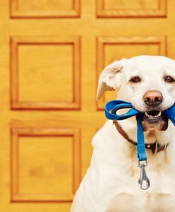 Dogtrekking - czym jest i na czym polega? Jak trenować z psem?