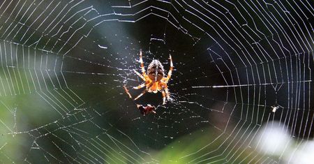 Coraz więcej pająków w naszych domach. To sprawka ewolucji