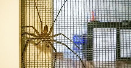 Sezon na pająki w domach rozpoczęty. Oto sposoby na pozbycie się nieproszonych gości