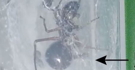 Pająki karmią niczym ssaki. Niesamowite odkrycie naukowców