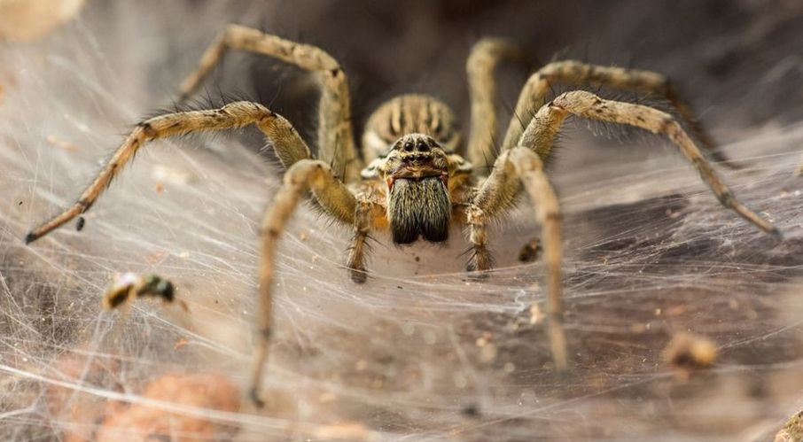 Wściekłe pająki. Wszystkiemu winne zmiany klimatu