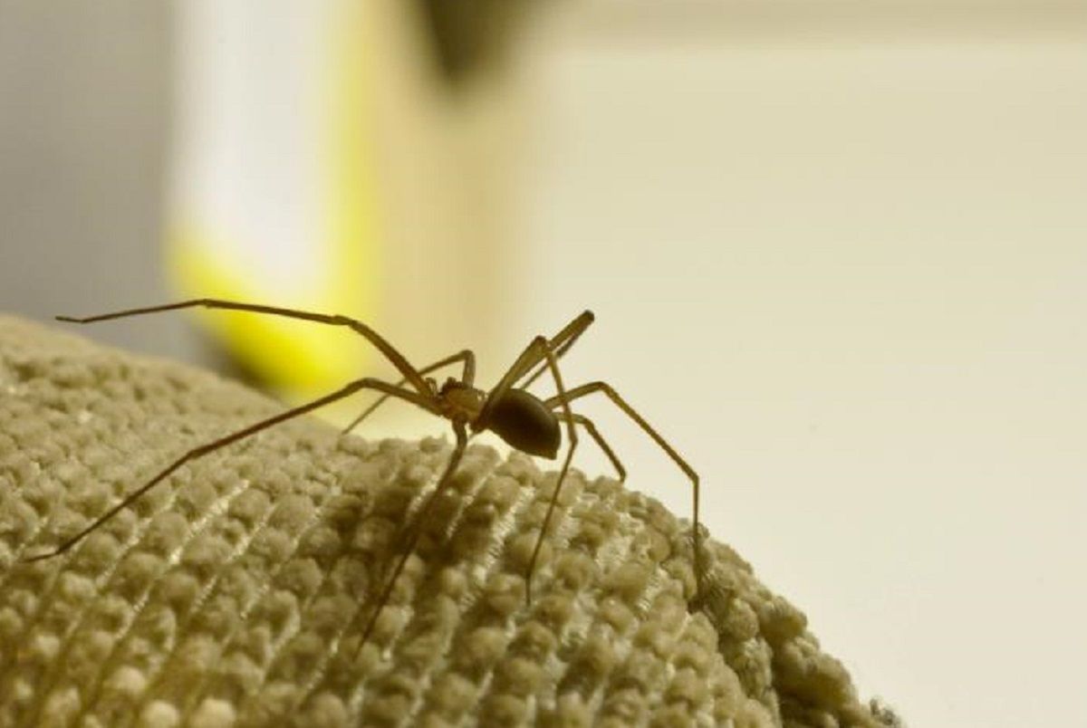 Odkryto śmiertelnie niebezpieczny gatunek pająka