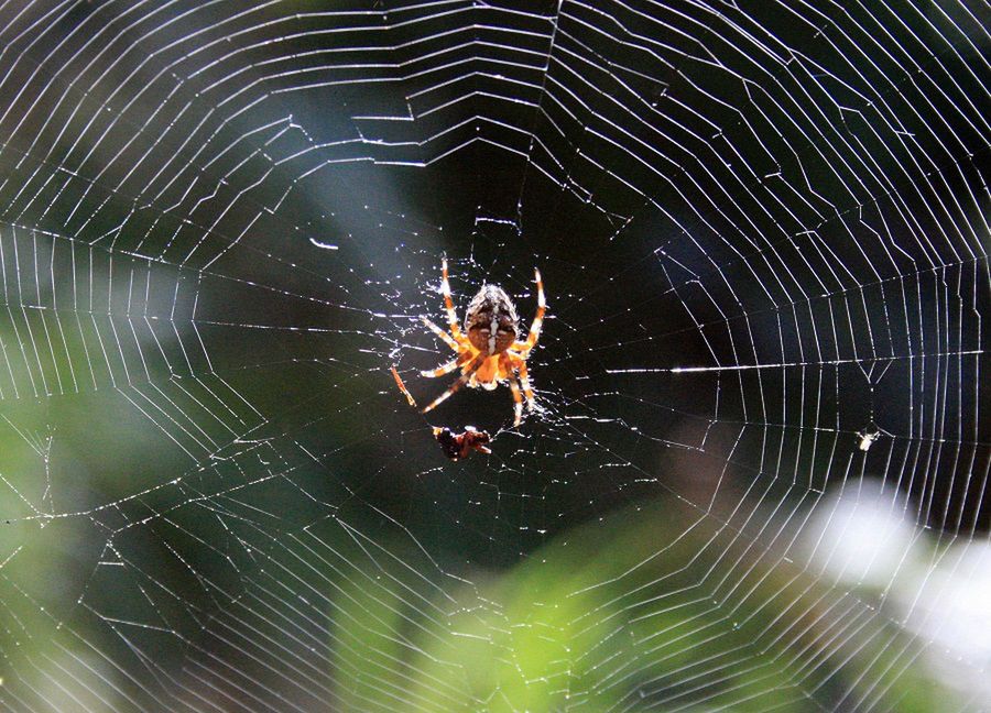 Coraz więcej pająków w naszych domach. To sprawka ewolucji