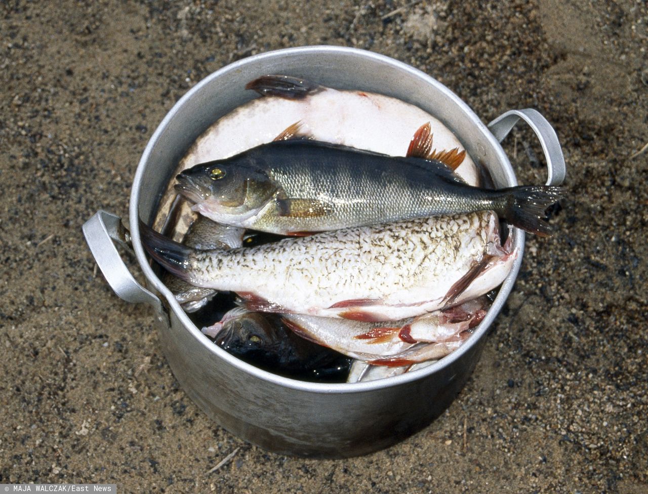 20 ton mrożonej ryby miało iść na przemiał. Jest interwencja rzecznika MŚP