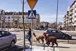 Alpaki spacerują po Kabatach. "Wracaliśmy z przedszkola"