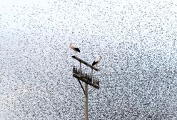 To już koniec zimy? Bociany ruszyły w drogę powrotną do Polski