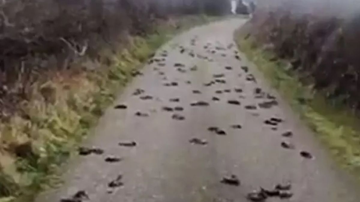 ptaki szpaki