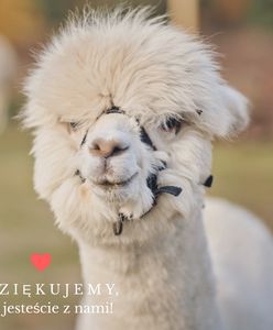 Tylko w stolicy. Spędź niedzielę z alpakami