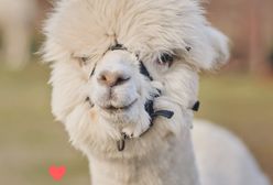 Tylko w stolicy. Spędź niedzielę z alpakami