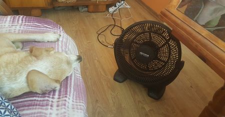 Upał zelżał. Tak zwierzęta walczyły z temperaturą