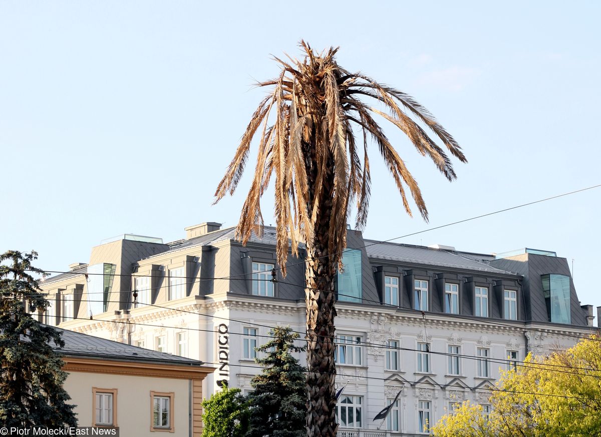 "Uschła" sztuczna palma w Warszawie