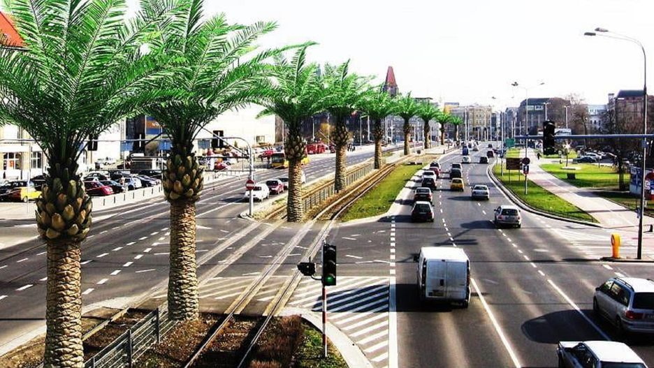 Palmy we Wrocławiu? To pomysł jednego z mieszkańców