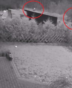 Myśliwy pozwolił rozszarpać jelenia. Pojawiło się wstrząsające nagranie