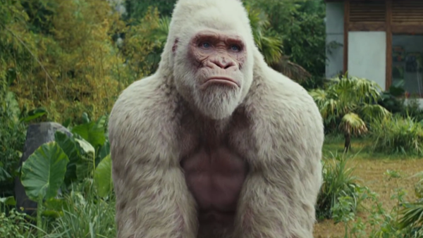 Charakterystyczną postacią z filmu "Rampage: Dzika furia" jest goryl albinos o imieniu George