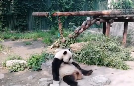 Turyści chcieli obudzić śpiącą pandę. Rzucali w nią kamieniami
