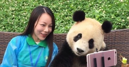 Panda, która robi idealne selfie