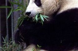 Nie żyje najstarsza panda trzymana w niewoli