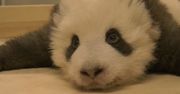 Panda walczy z czkawką. Zobacz urzekające wideo