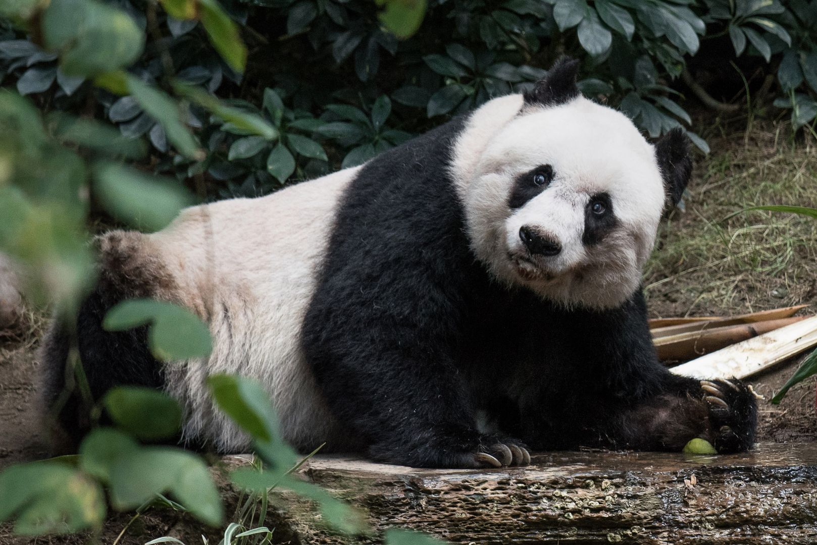 Uśpili najstarszą pandę na świecie