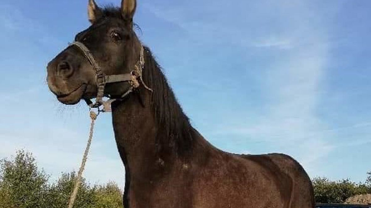 Jedna z uratowanych 18-letnich klaczy, która z Morskiego Oka miała trafić do rzeźni.