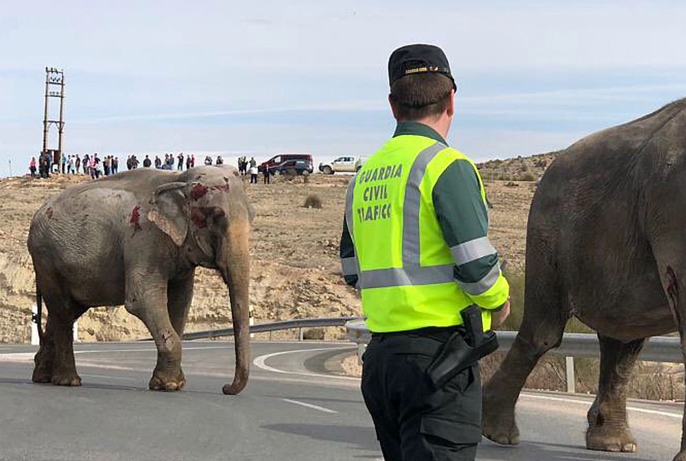 Słonie zablokowały autostradę w Hiszpanii. Jednego nie udało się uratować