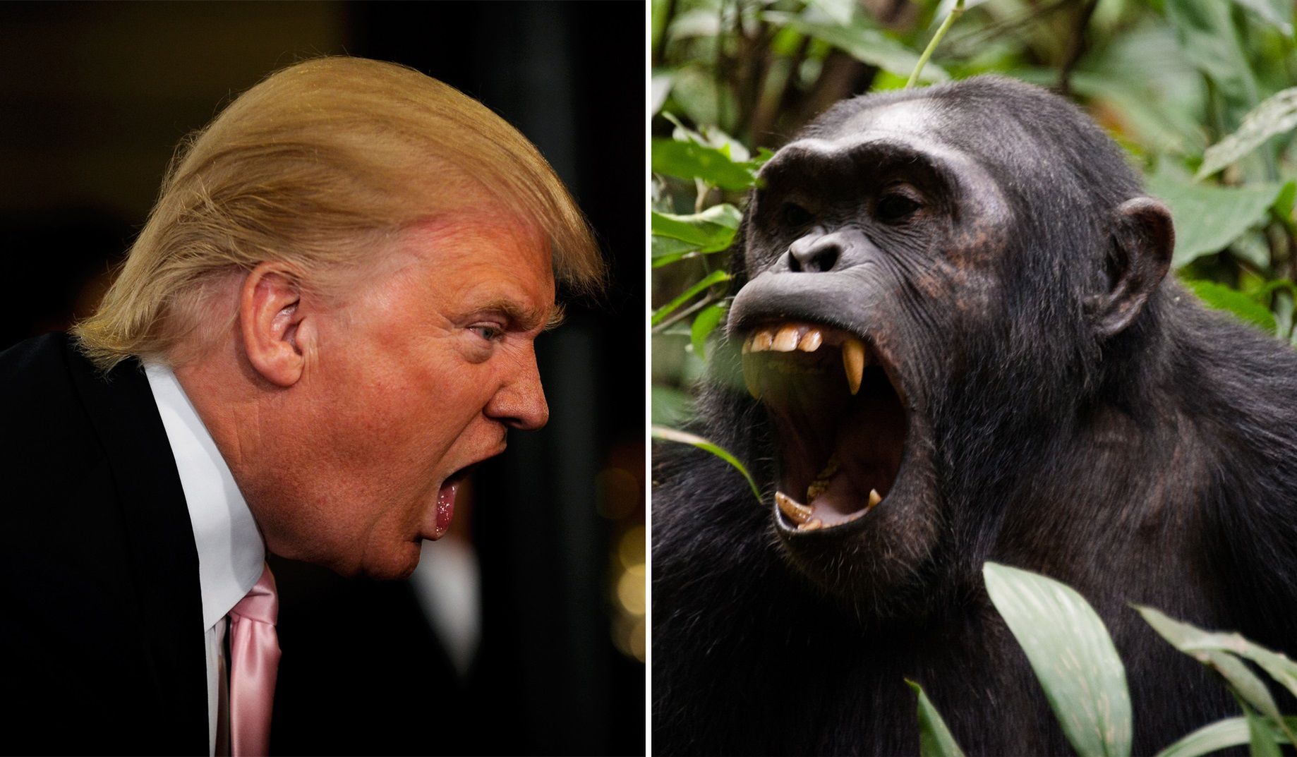 Trump zachowuje się jak szympans. Badaczka wskazuje podobieństwo