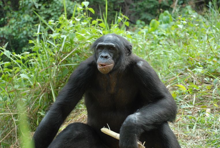 Na wolności szympans karłowaty, bonobo zamieszkuje dorzecze rzeki Kongo w Afryce Centralnej